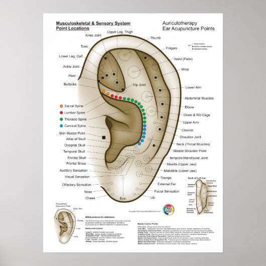 Auriculotherapy Ear Acupuncture Poster (Voorkant)