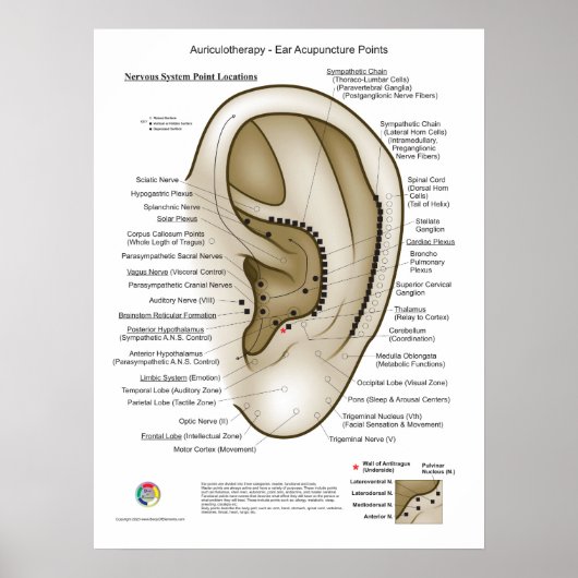 Auriculotherapy Ear Acupuncture Poster (Voorkant)
