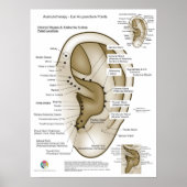Auriculotherapy Ear Acupuncture Poster (Voorkant)