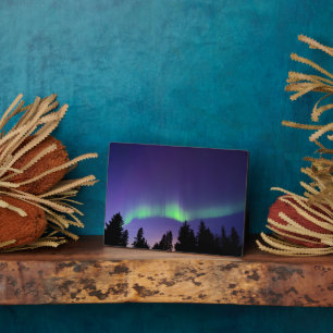 Aurora Borealis & Bomen Manitoba, Canada Fotoplaat