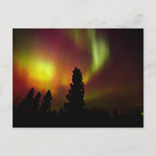 Aurora Borealis en Bomen Briefkaart