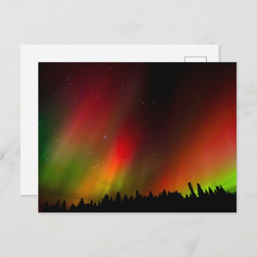 Aurora Borealis en bomen Briefkaart (Voorkant / Achterkant)