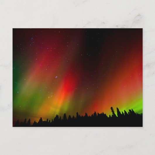 Aurora Borealis en bomen Briefkaart (Voorkant)