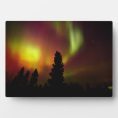 Aurora Borealis en bomen Fotoplaat (voorkant)