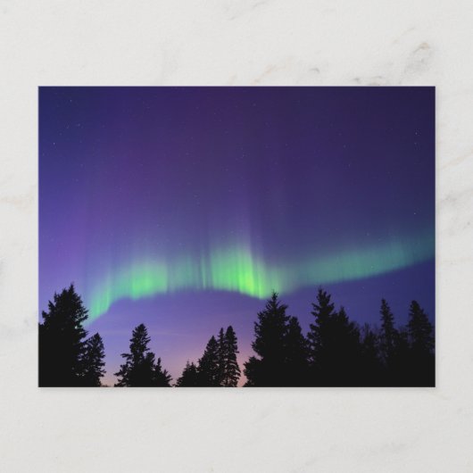 Aurora Borealis en bomen | Manitoba, Canada Briefkaart (Voorkant)