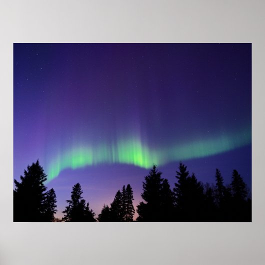 Aurora Borealis en bomen | Manitoba, Canada Poster (Voorkant)