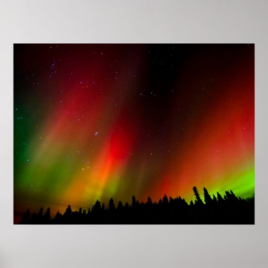 Aurora Borealis en bomen Poster (Voorkant)