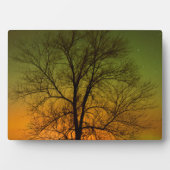 Aurora Borealis en Cottonwood Tree Fotoplaat (voorkant)