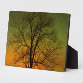 Aurora Borealis en Cottonwood Tree Fotoplaat (Zijkant)