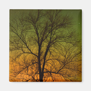 Aurora Borealis en Cottonwood Tree Magneet