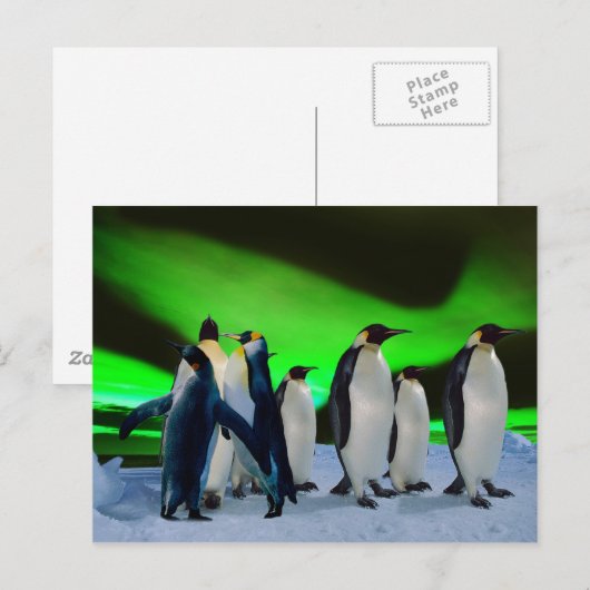 Aurora borealis en pinguïns briefkaart (Voorkant / Achterkant)