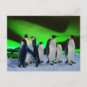 Aurora borealis en pinguïns briefkaart