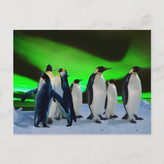 Aurora borealis en pinguïns briefkaart (Voorkant)