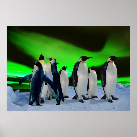Aurora borealis en pinguïns poster (Voorkant)