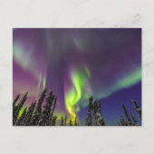 Aurora Borealis | Fairbanks, Alaska Briefkaart (Voorkant)