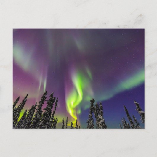 Aurora Borealis | Fairbanks, Alaska Briefkaart (Voorkant)