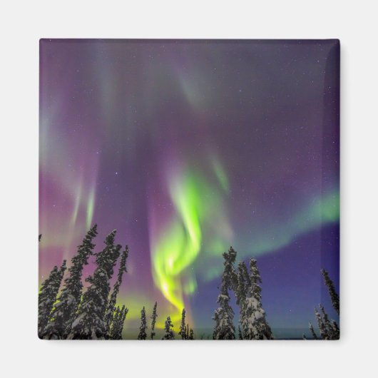 Aurora Borealis | Fairbanks, Alaska Magneet (Voorkant)