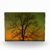 Aurora Borealis & Katoenboom Fotoblokken (Voorkant)