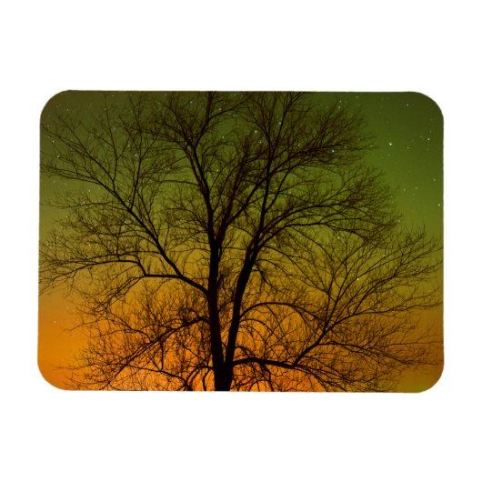 Aurora Borealis & Katoenboom Magneet (Horizontaal)