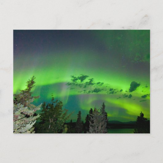 Aurora borealis over boreale bossen briefkaart (Voorkant)