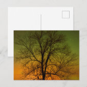 Aurora Borealis & Populier Briefkaart (Voorkant / Achterkant)