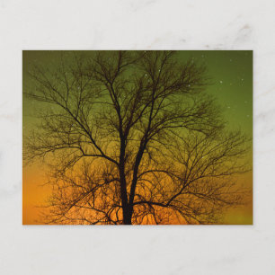 Aurora Borealis & Populier Briefkaart