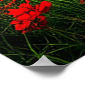 Aurora Borealis Verlicht Een Schilderachtig Weilan Poster (Hoek)