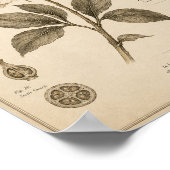 Aurora Pioen Victoriaanse Botanische Museumprint Poster (Hoek)