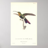 Aurulent Hummingbird door Rene Primevere Lesson Poster (Voorkant)