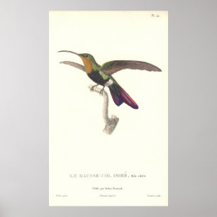 Aurulent Hummingbird door Rene Primevere Lesson Poster