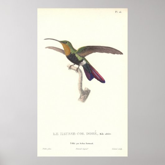 Aurulent Hummingbird door Rene Primevere Lesson Poster (Voorkant)