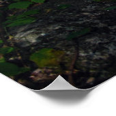 AuSable River in de Adirondacks. print 120 (Hoek)