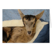 Aussie (Voorkant Horizontaal)