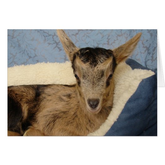 Aussie (Voorkant Horizontaal)