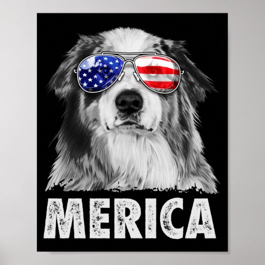 Aussie australian shepherd 4 juli Amerika Poster (Voorkant)