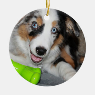 aussie blue merle puppy.png keramisch ornament