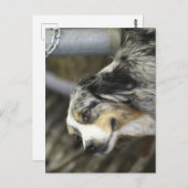 Aussie Briefkaart (Voorkant / Achterkant)