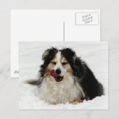 Aussie Dog Tongue Briefkaart (Voorkant / Achterkant)