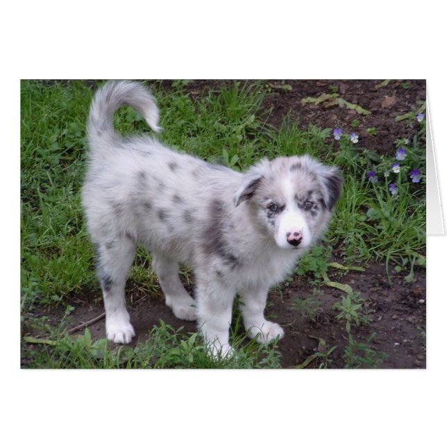 Aussie Puppy (Voorkant Horizontaal)