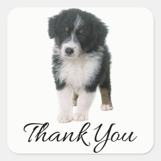 Aussie Puppy Dog Australian Shepherd Dank u Vierkante Sticker (Voorkant)