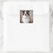 Aussie Puppy Dog Waterverf Australian Shepherd Vierkante Sticker (Tas)