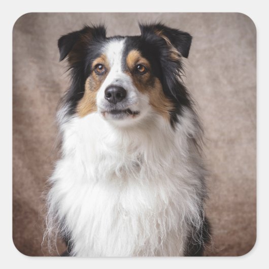 Aussie Puppy Dog Waterverf Australian Shepherd Vierkante Sticker (Voorkant)