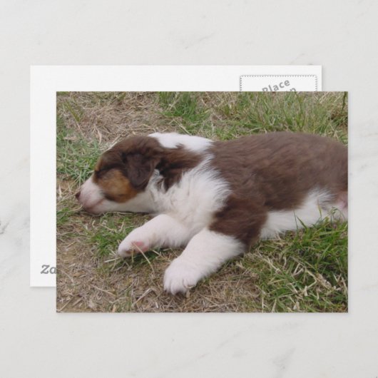 Aussie puppy slapen briefkaart (Voorkant / Achterkant)
