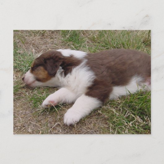 Aussie puppy slapen briefkaart (Voorkant)