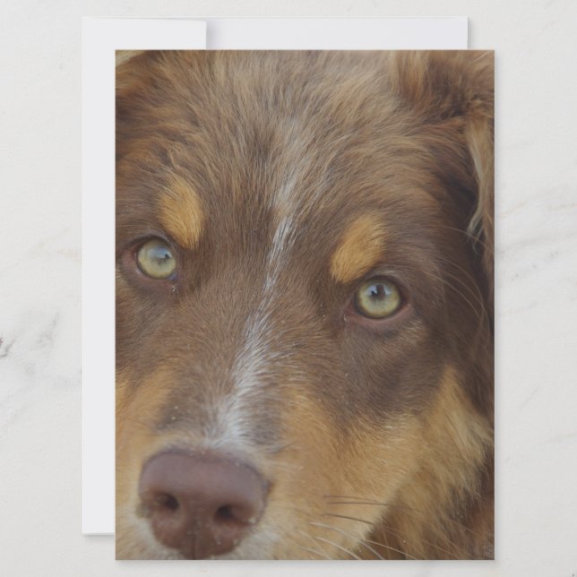 aussie rode tri pup (Voorkant)