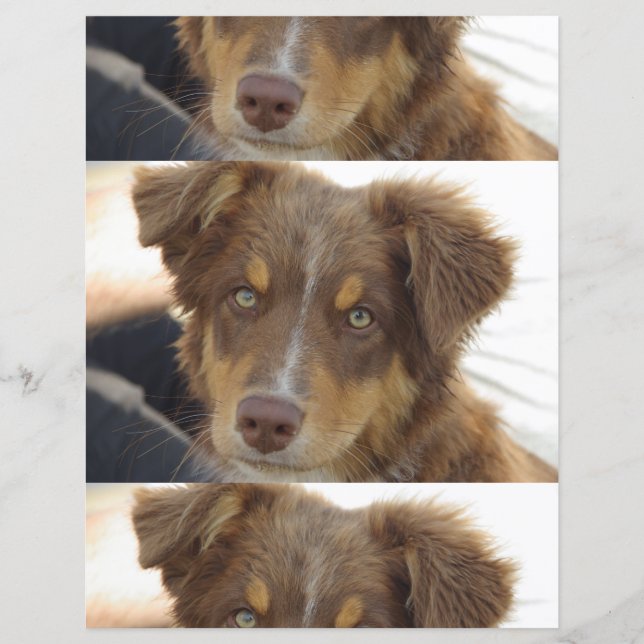 aussie rode tri pup (Voorkant)
