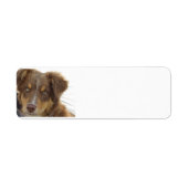 aussie rode tri pup etiket (Voorkant)