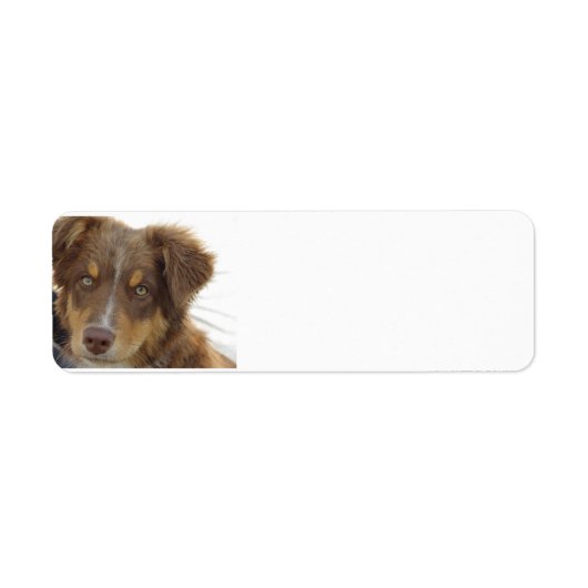 aussie rode tri pup etiket (Voorkant)
