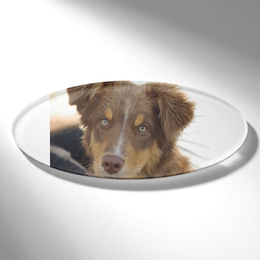 aussie rode tri pup naambadge (Voorkant)