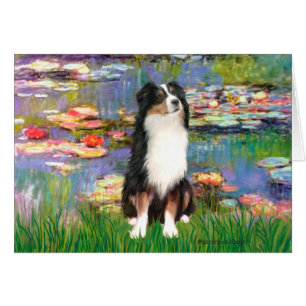 Aussie Shep 2 - Tuin